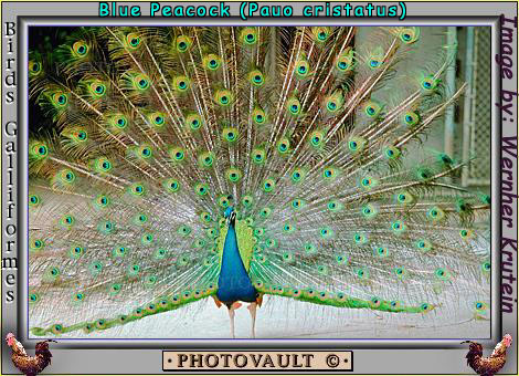 peacocks