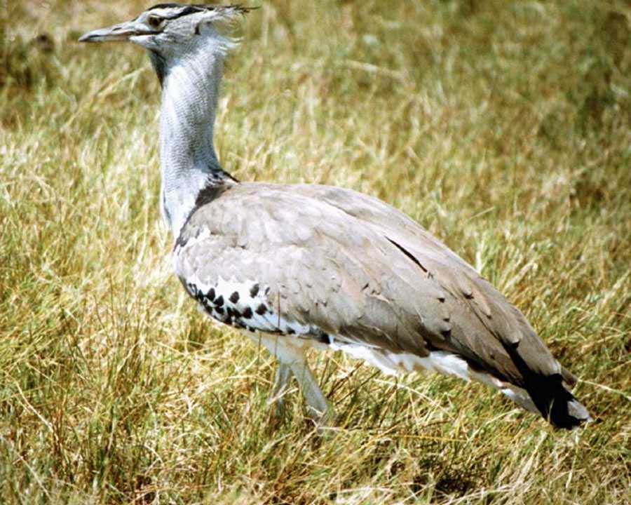 crane_0.jpg