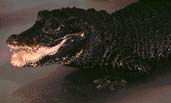 corcodiles & Elegators