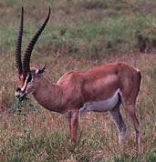 deers, sanbar, cheetal, bluecow, etc