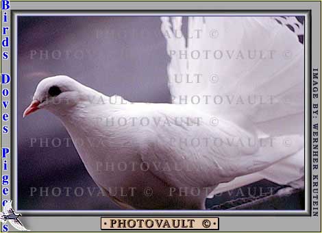dove1.jpg