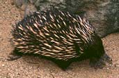 echidna, Siah