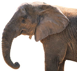elephants
