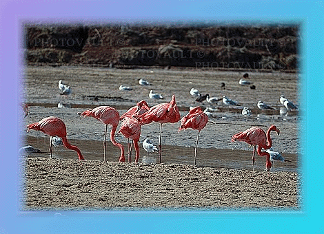 flamingos1.gif