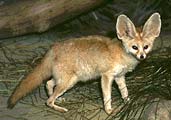 Foxes