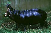 Hippopotamus