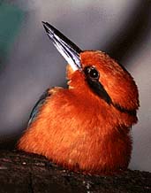 Other Special Birds 