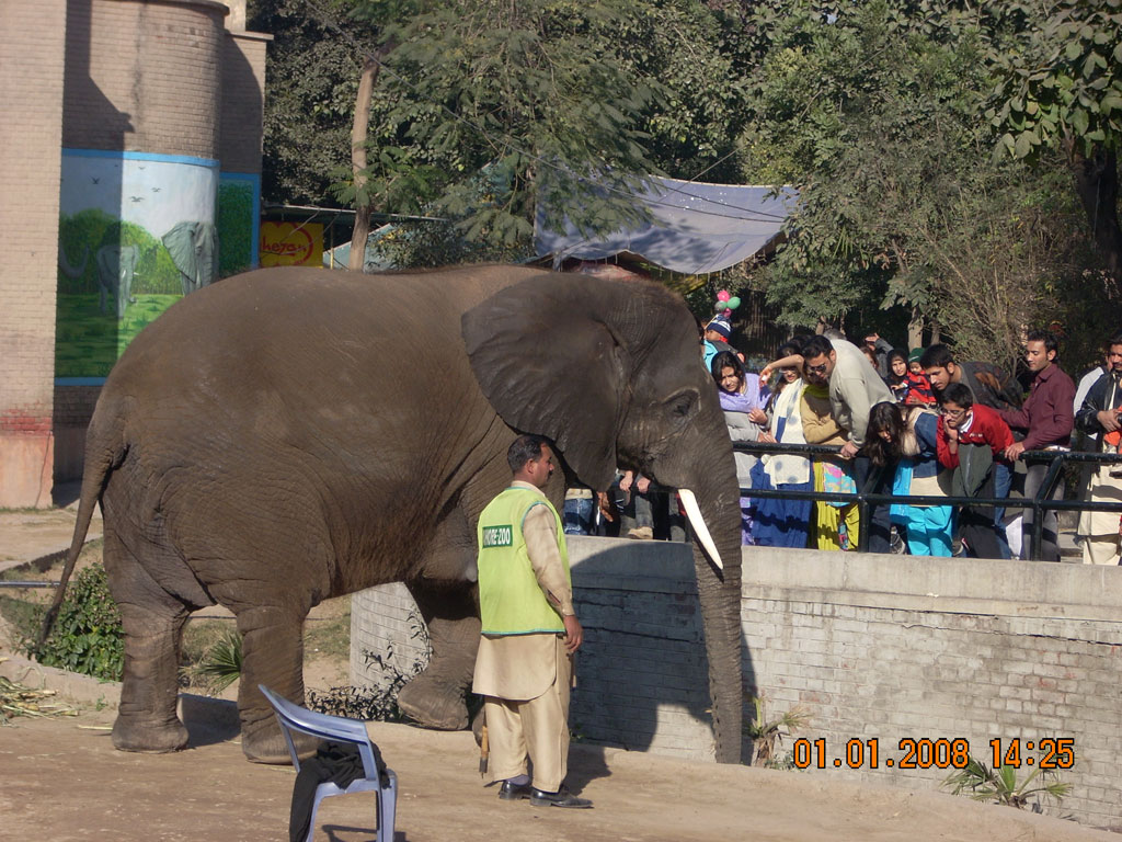 Elephant in Lahore Zoo