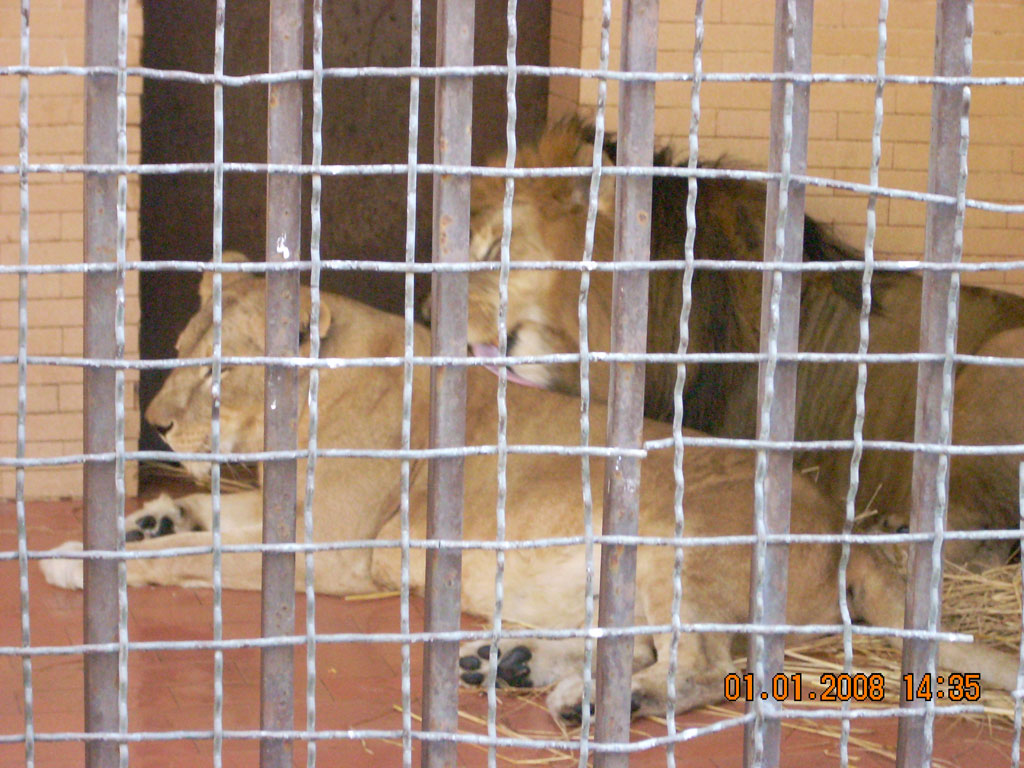 Lions Pair