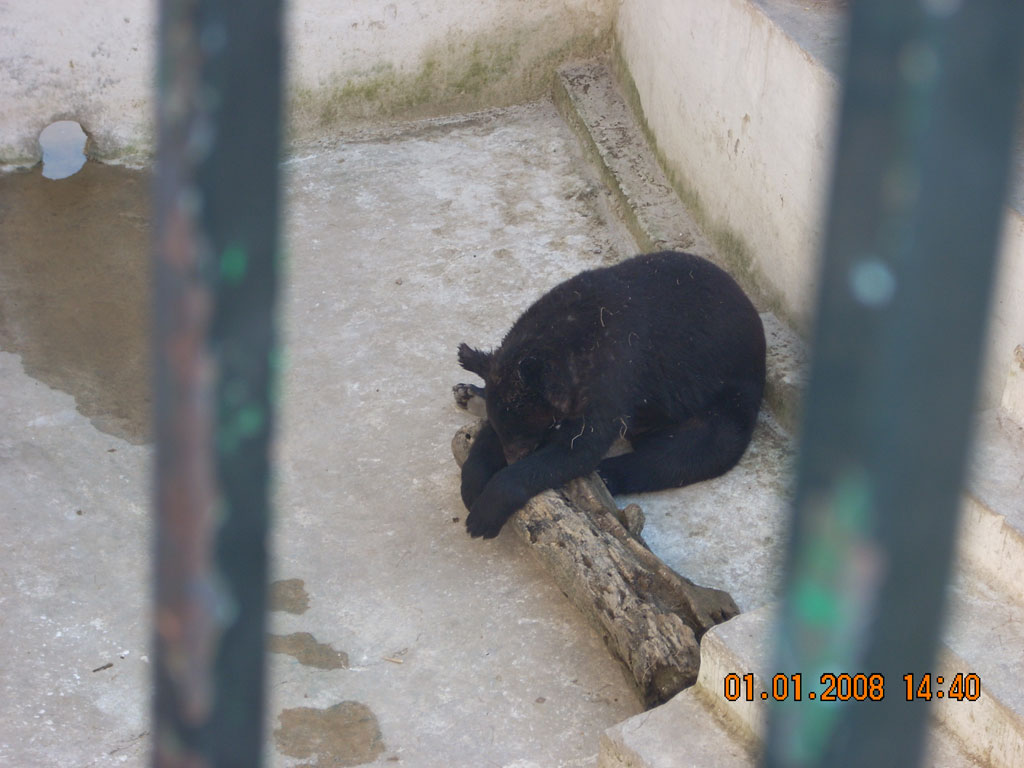 Black bear tears toddler apart in zoo 