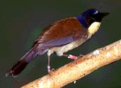 Sparrows