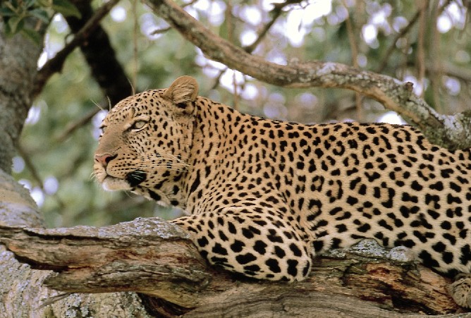 Leopard in Lahore Zoo