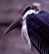 marabou-stork.jpg