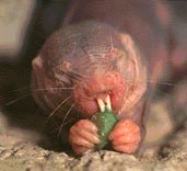 Rabbits, Rats & Moles