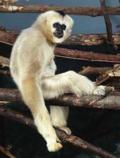 Monkeys