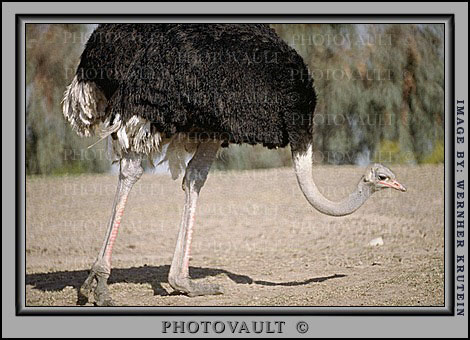 ostrich1.jpg