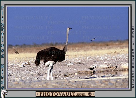 ostrich2.jpg