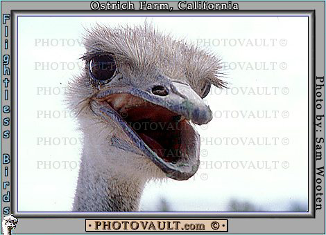 Ostrich