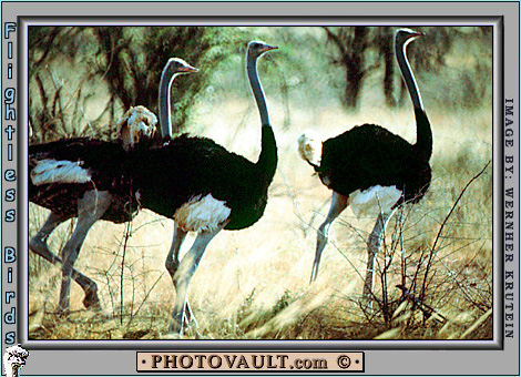 ostrich4.jpg