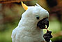 Parrots