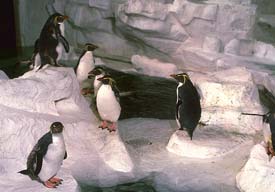penguin1.jpg