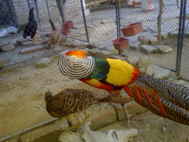 Pheasantry in Lahore Zoo