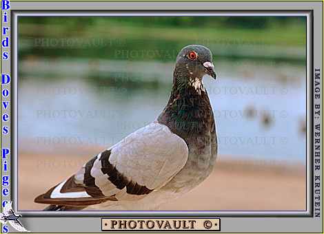 pigeon1.jpg