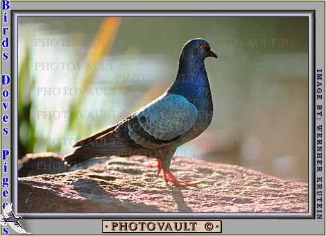 pigeon2.jpg