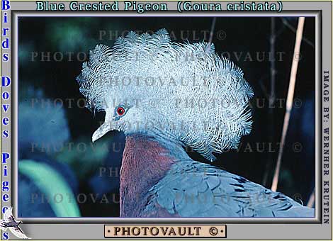 pigeon3.jpg