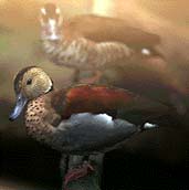 Ducks & water fowls