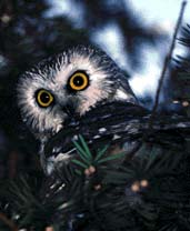 Owls