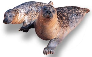 seals & sea lions