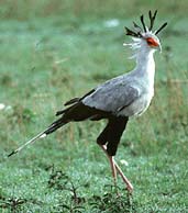 s-heron.jpg