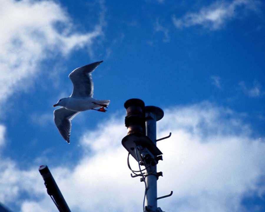 sgull_8.jpg