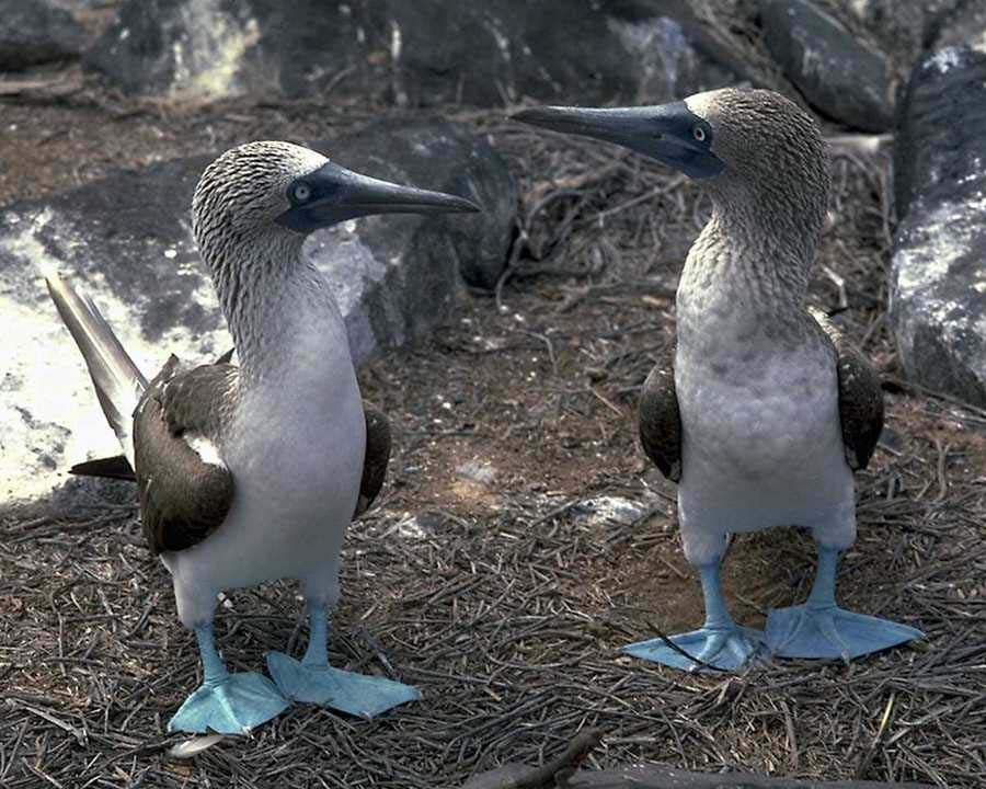 sgull_2.jpg