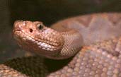 Snakes