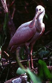 spoonbill.jpg