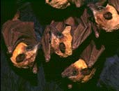 Bats