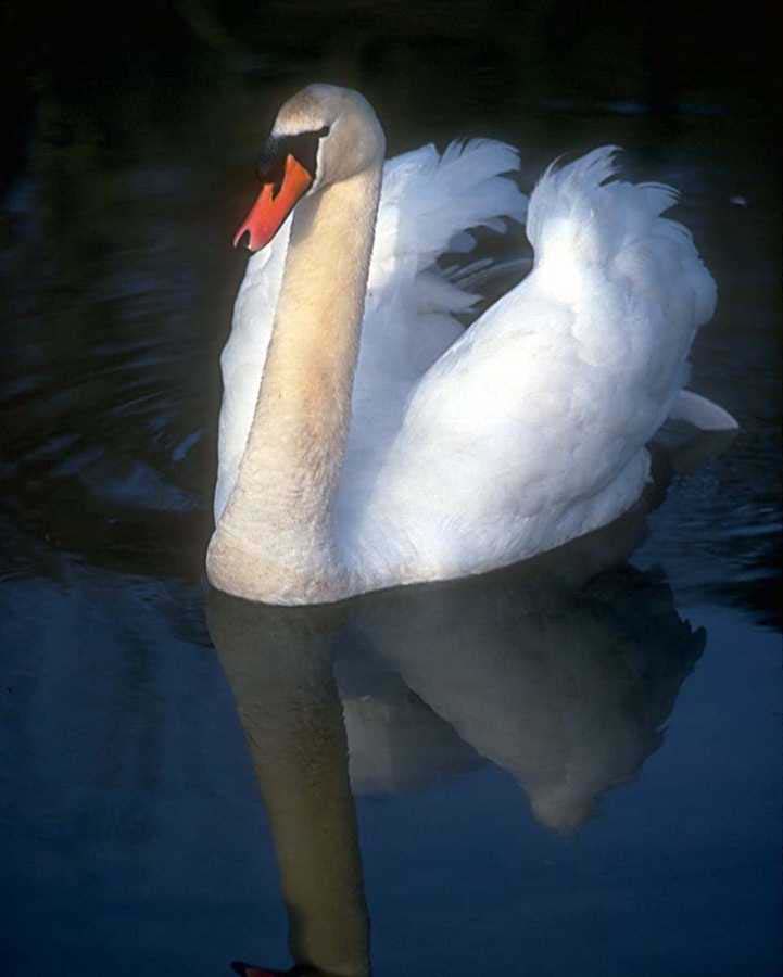 swan_2.jpg