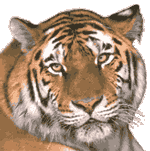 Lions, Lepords, Panthers, Tigers, etc
