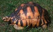 Turtles and Tortoises