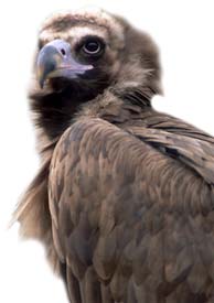 wild eagles