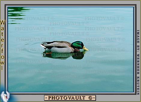 water9.jpg