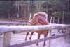 horse.JPG (95844 bytes)