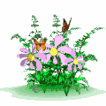 mariposas y flores
