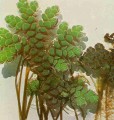 Fairy Moss [Azola filiculoides]