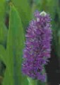 Blue Sedge [Carex ripara]