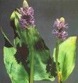 Blue Pickeral Rush [Pontederia cordata]