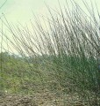 Cigar Reed [Lepironia articulata]