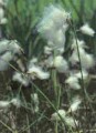 Cotton Grass [Eriophorum angustifolium]